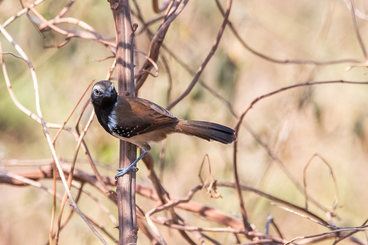 Rusty-backed Antwren - ML641773827