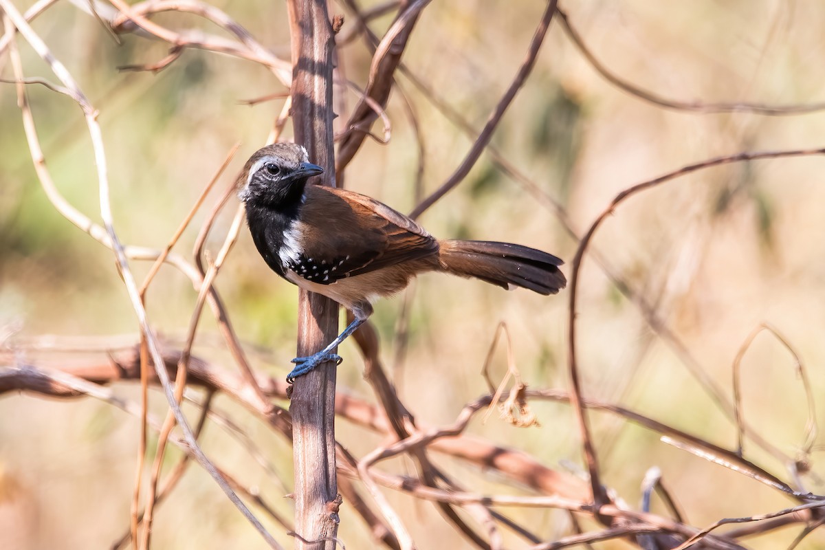 Rusty-backed Antwren - ML641773828