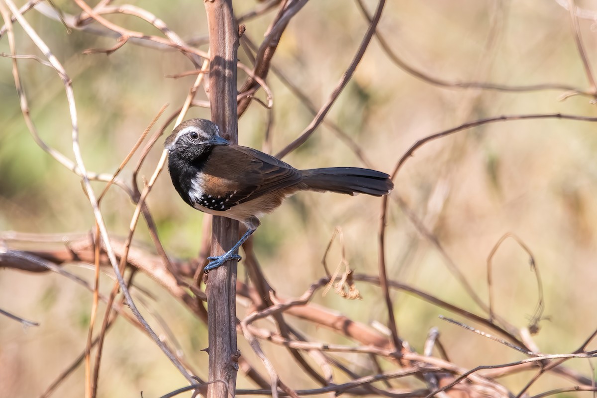 Rusty-backed Antwren - ML641773829