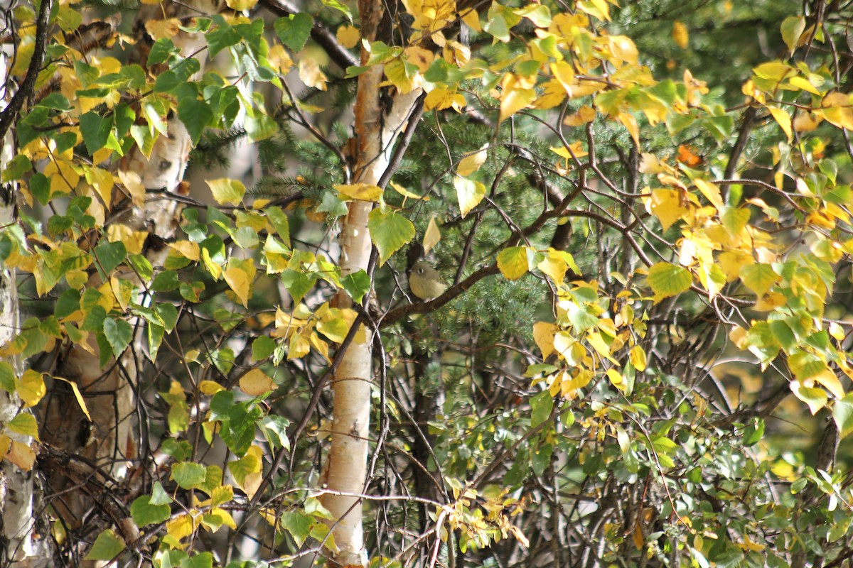 Ruby-crowned Kinglet - ML641773832
