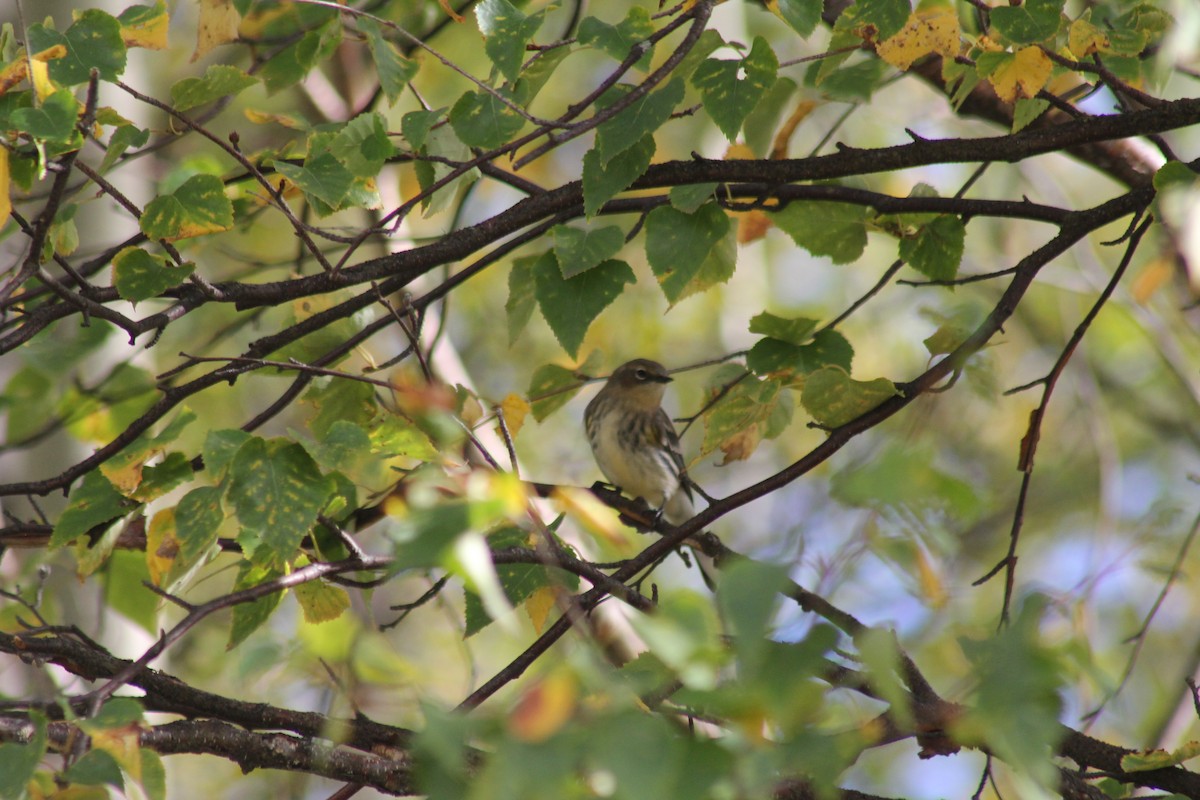 Yellow-rumped Warbler - ML641773834