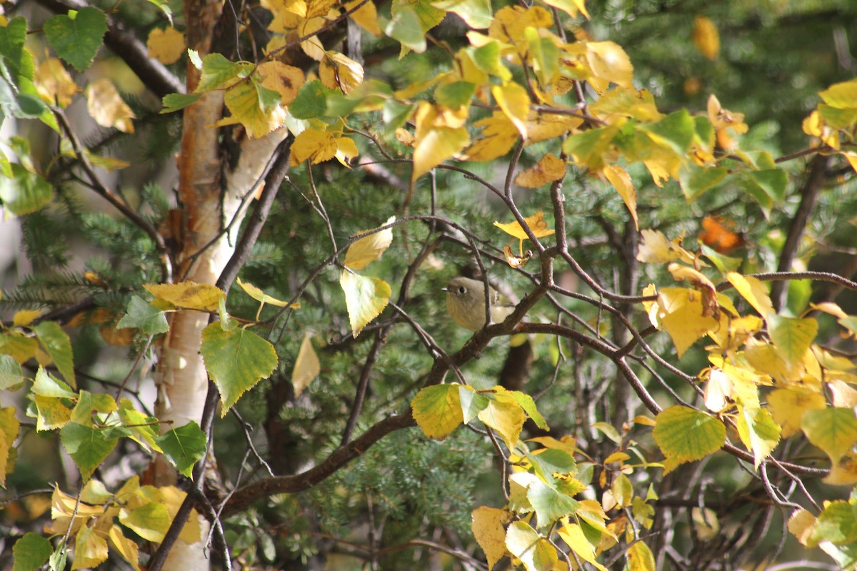 Ruby-crowned Kinglet - ML641773835