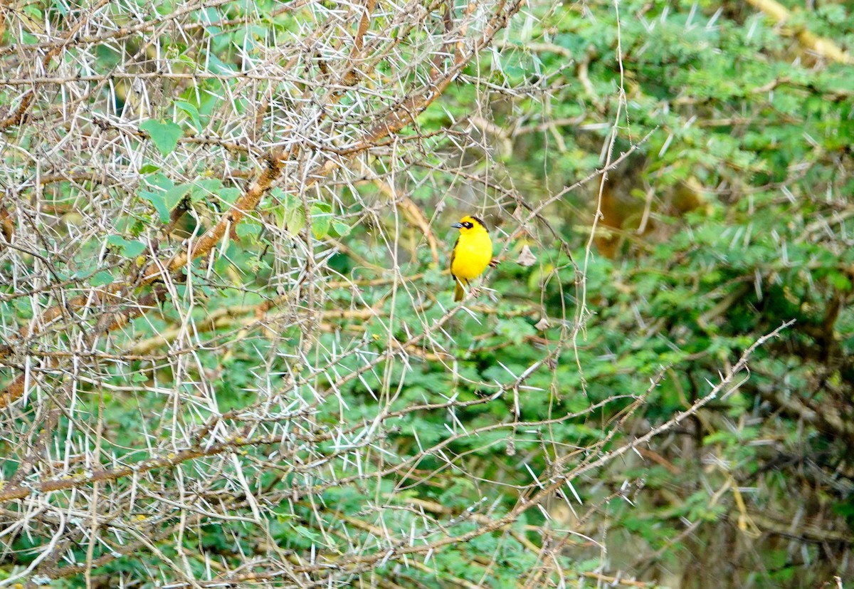 Baglafecht Weaver - ML641773836