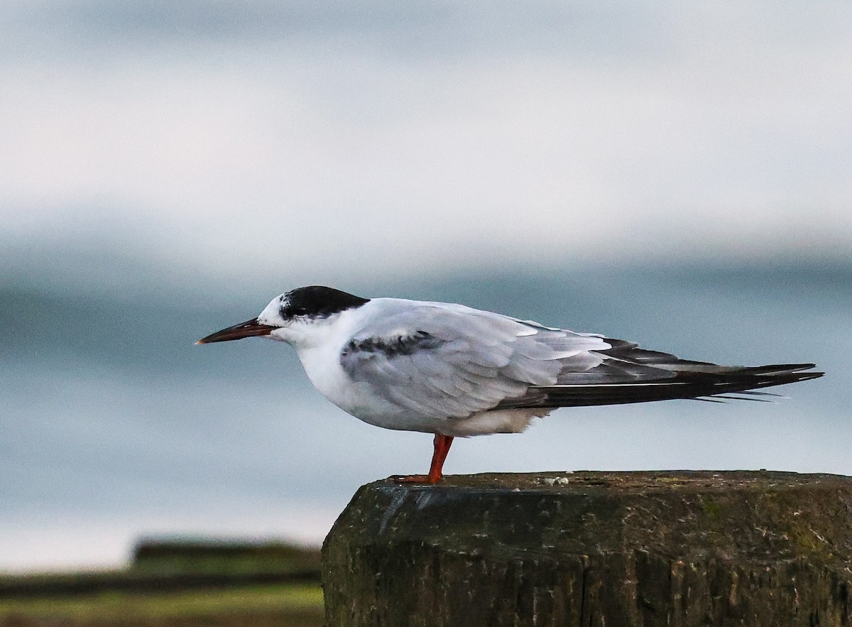 Sterne pierregarin - ML641773844