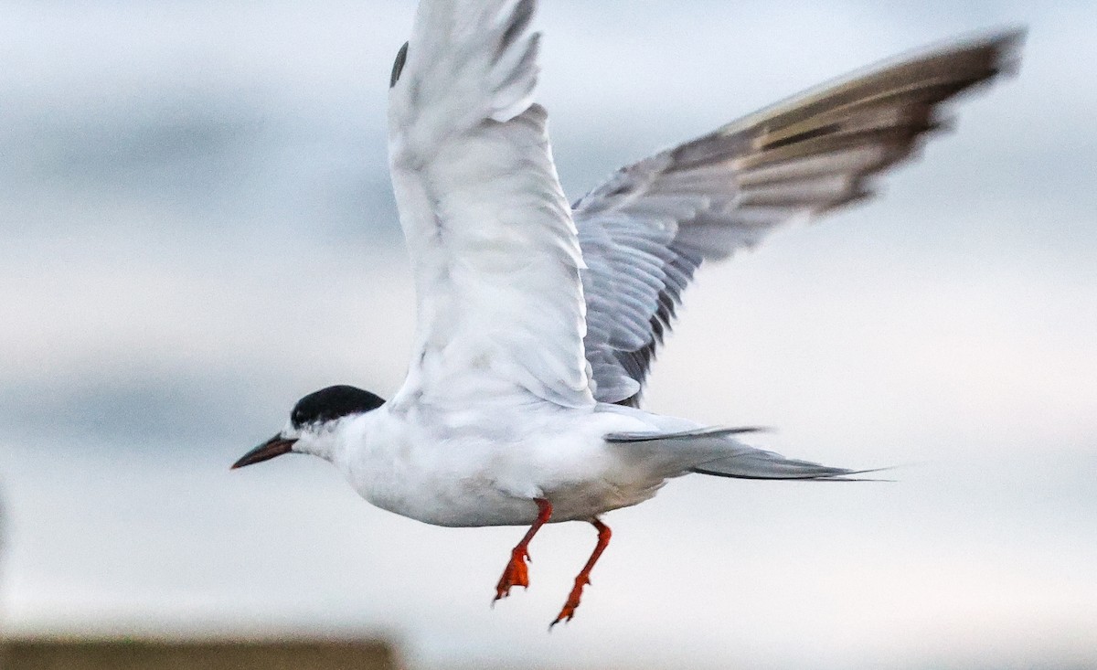 Sterne pierregarin - ML641773846