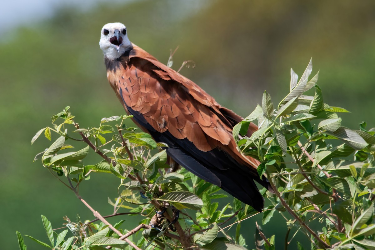 Black-collared Hawk - ML641773859