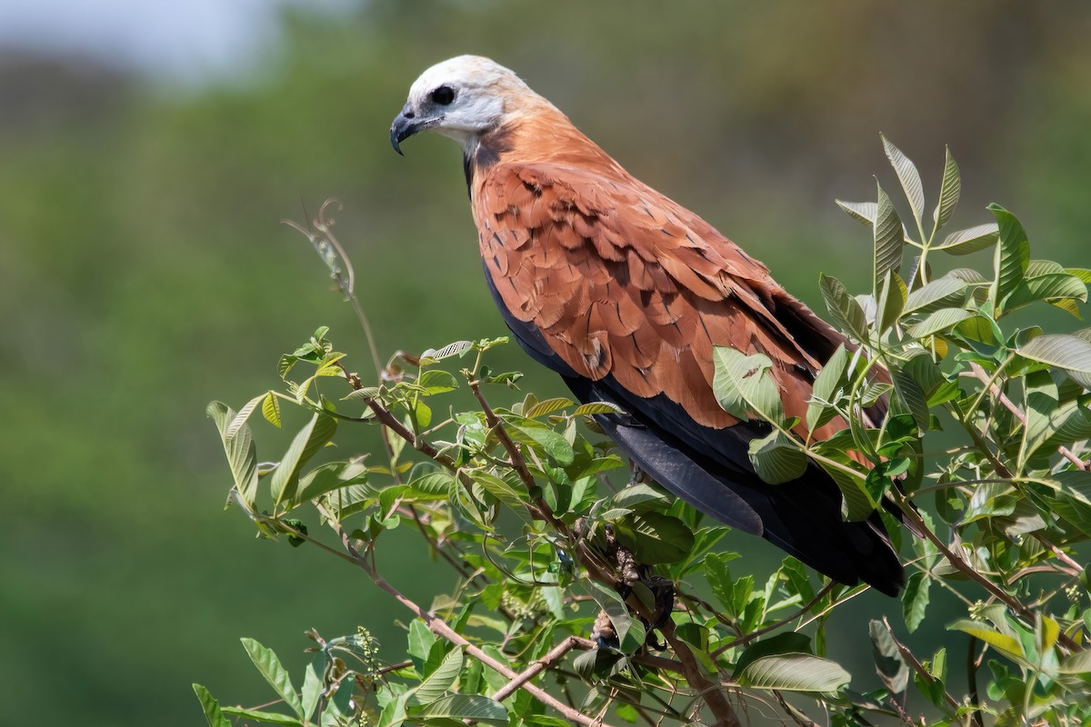Black-collared Hawk - ML641773860