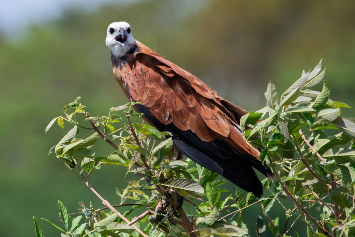 Black-collared Hawk - ML641773861
