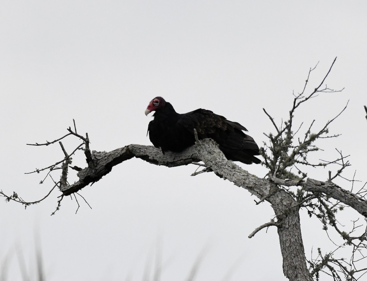 Turkey Vulture - ML641773912
