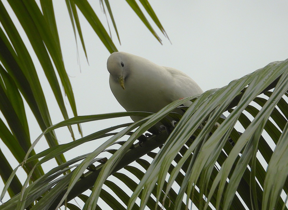 Torresian Imperial-Pigeon - ML641773919
