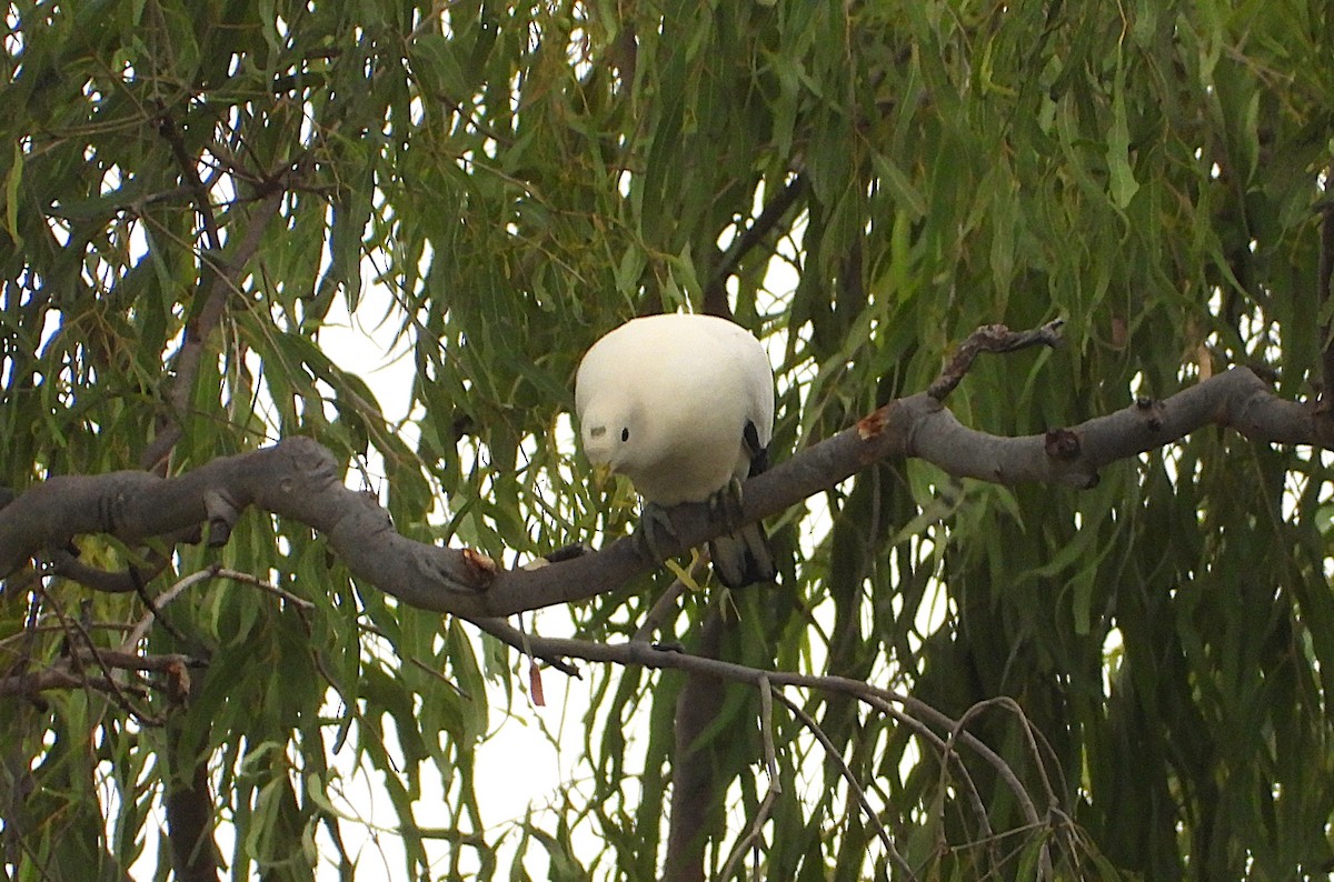 Torresian Imperial-Pigeon - ML641773921