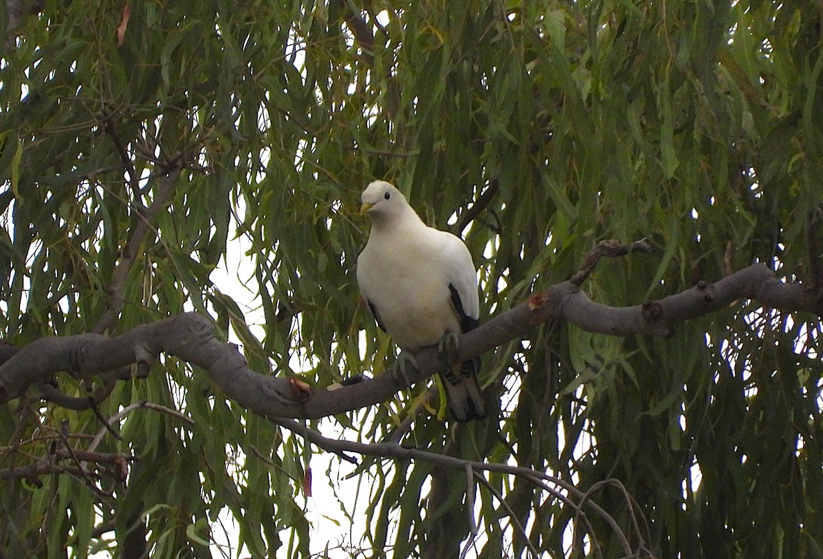 Torresian Imperial-Pigeon - ML641773927
