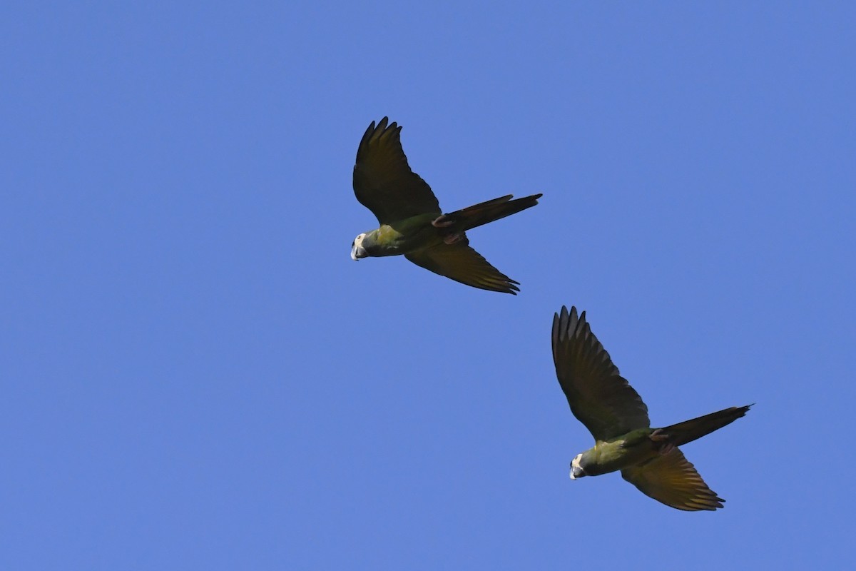 Yellow-collared Macaw - ML641773966