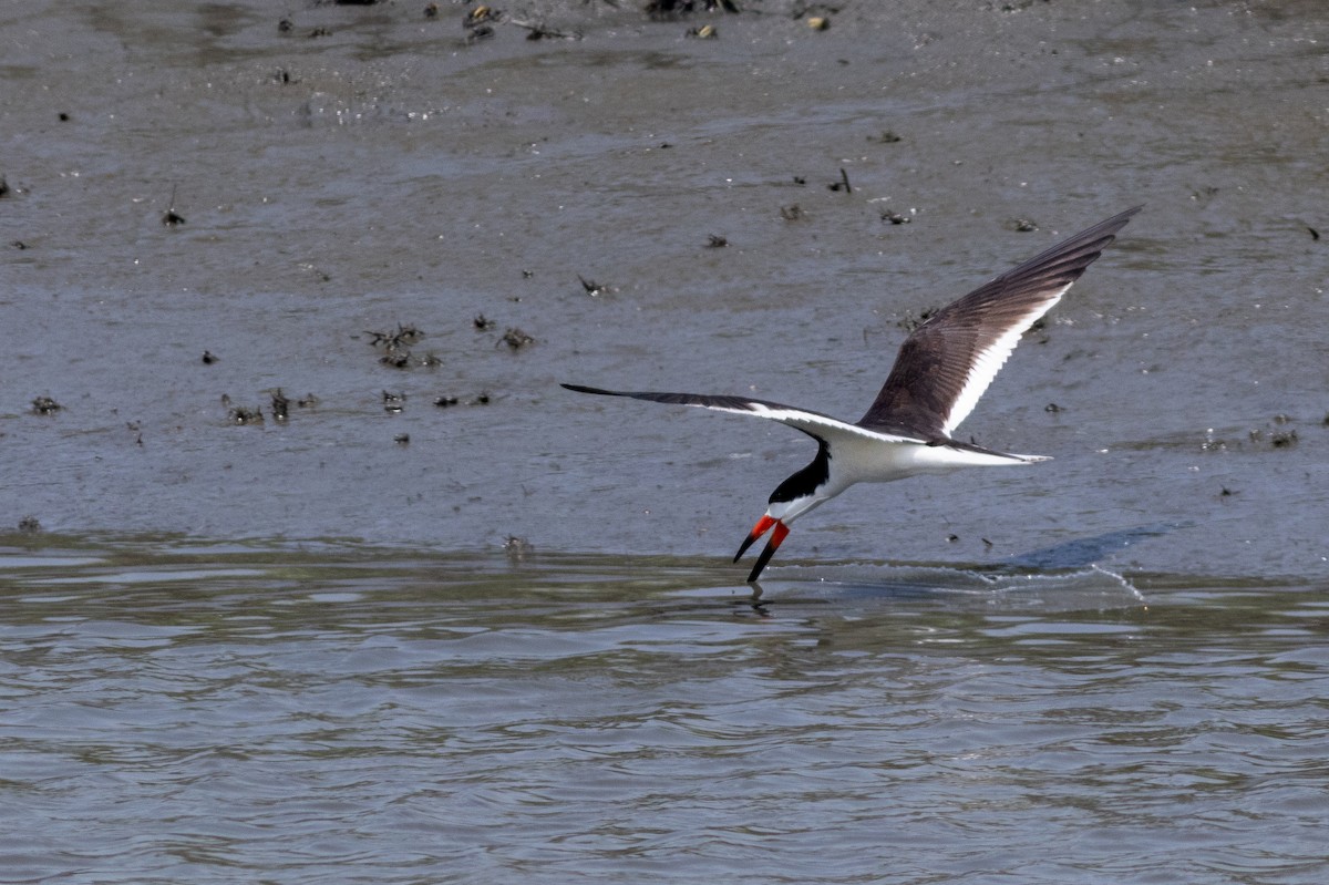 zoboun americký - ML641773990