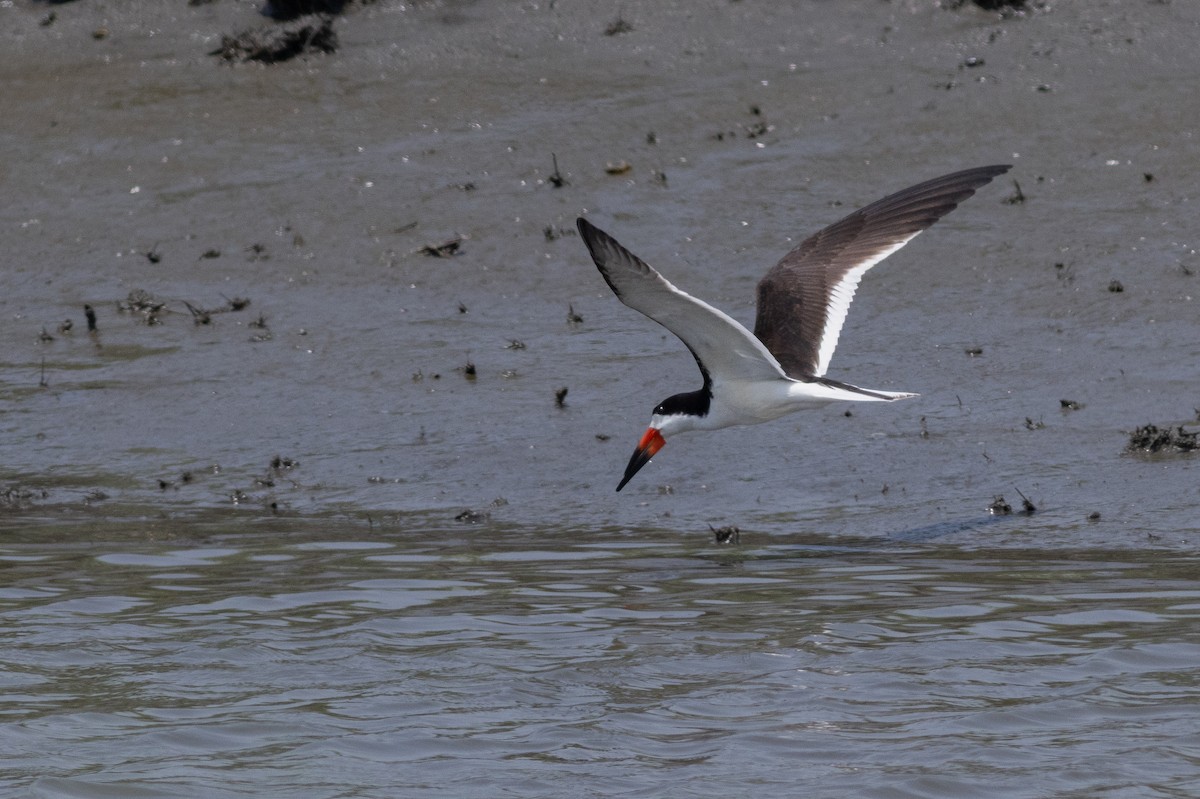 zoboun americký - ML641773991