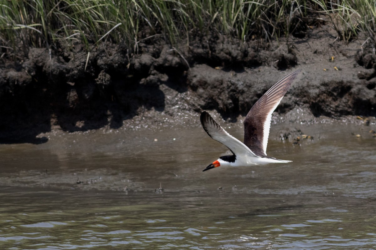 zoboun americký - ML641773993