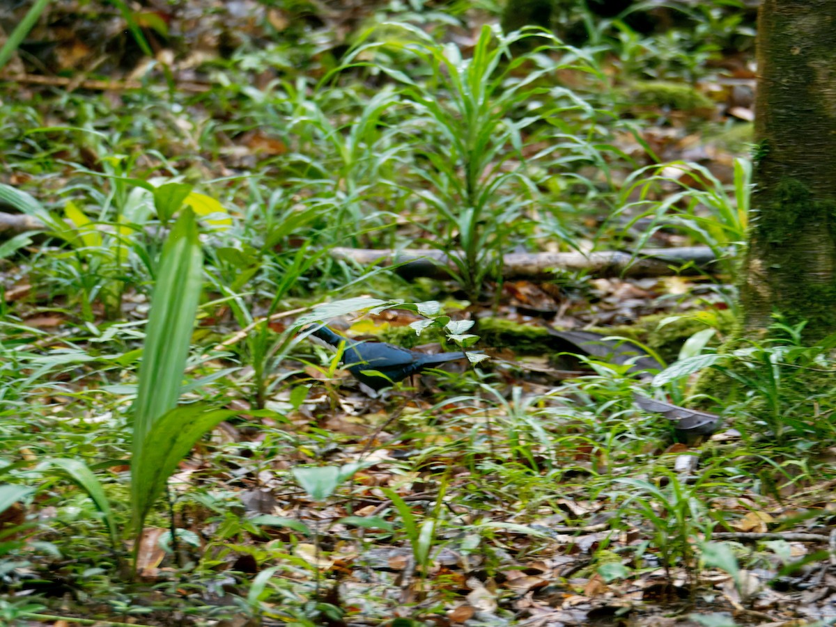 Blue Jewel-babbler - ML641774009