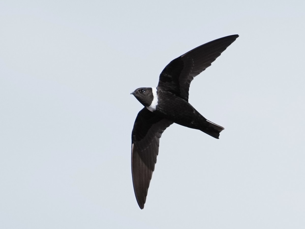 White-collared Swift - ML641774033