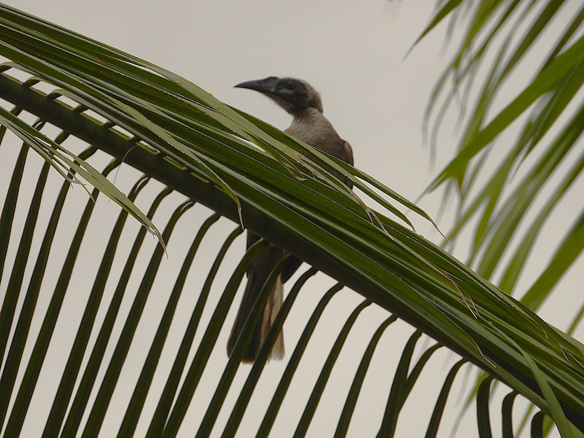 Helmeted Friarbird - ML641774037