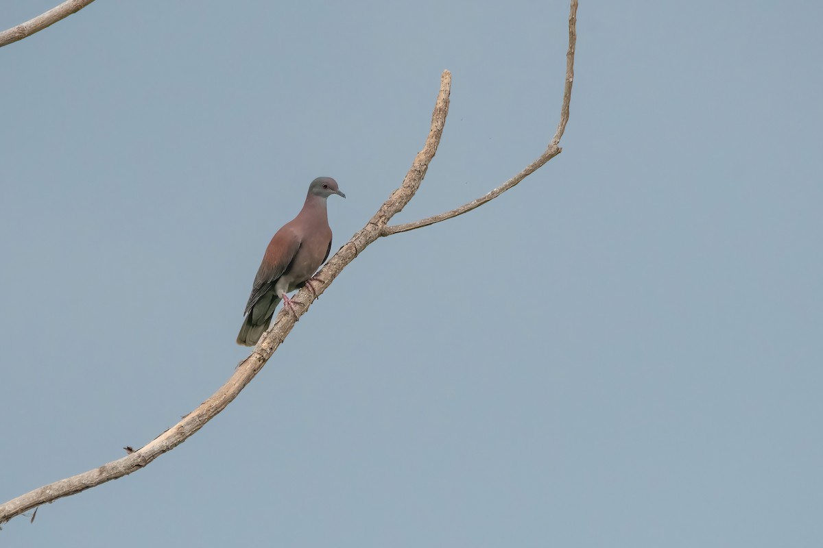 Pale-vented Pigeon - ML641774078