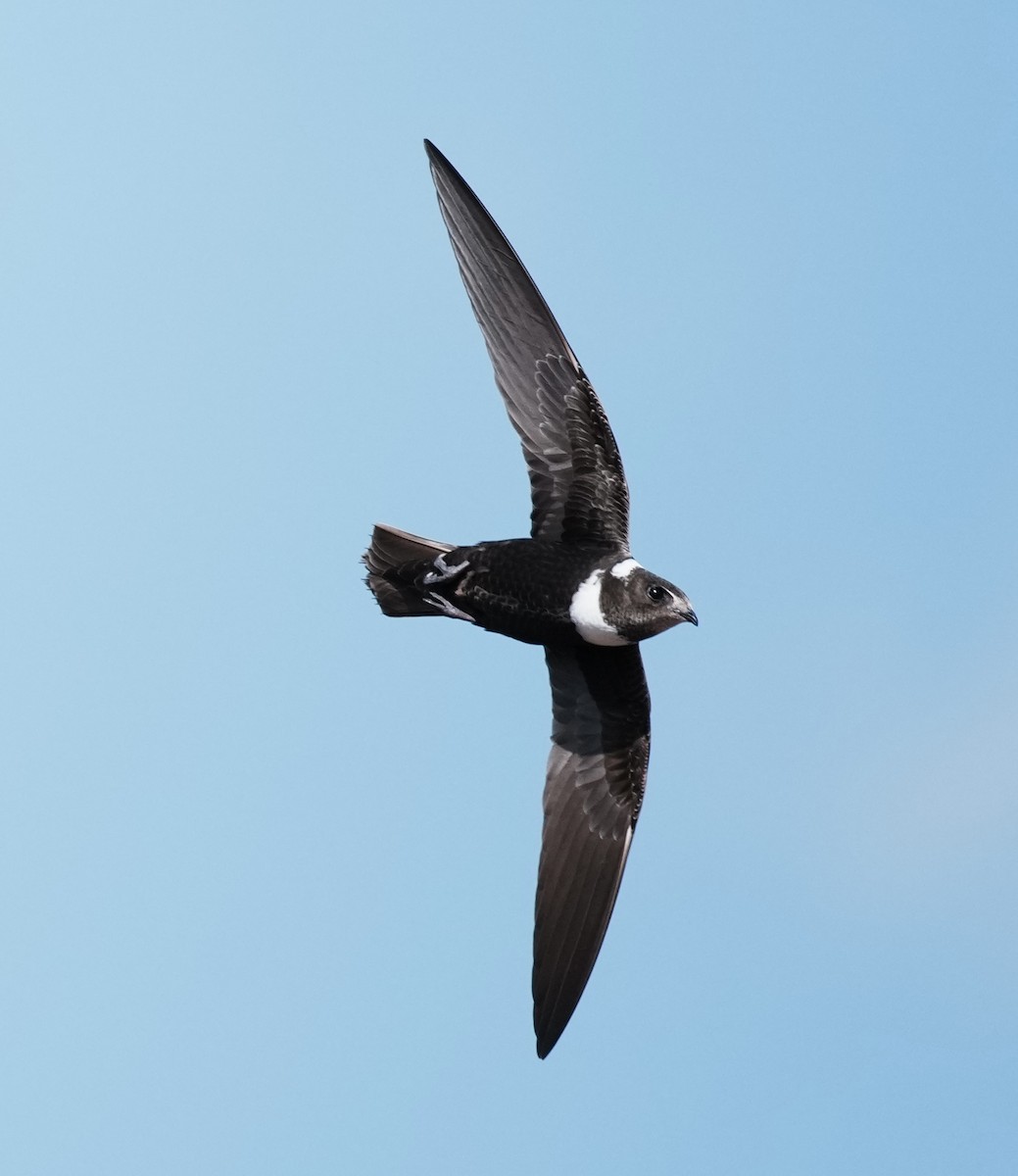 Biscutate Swift - ML641774082