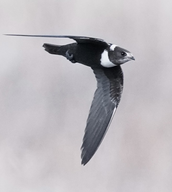Biscutate Swift - ML641774083