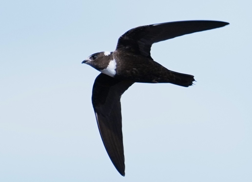 Biscutate Swift - ML641774084