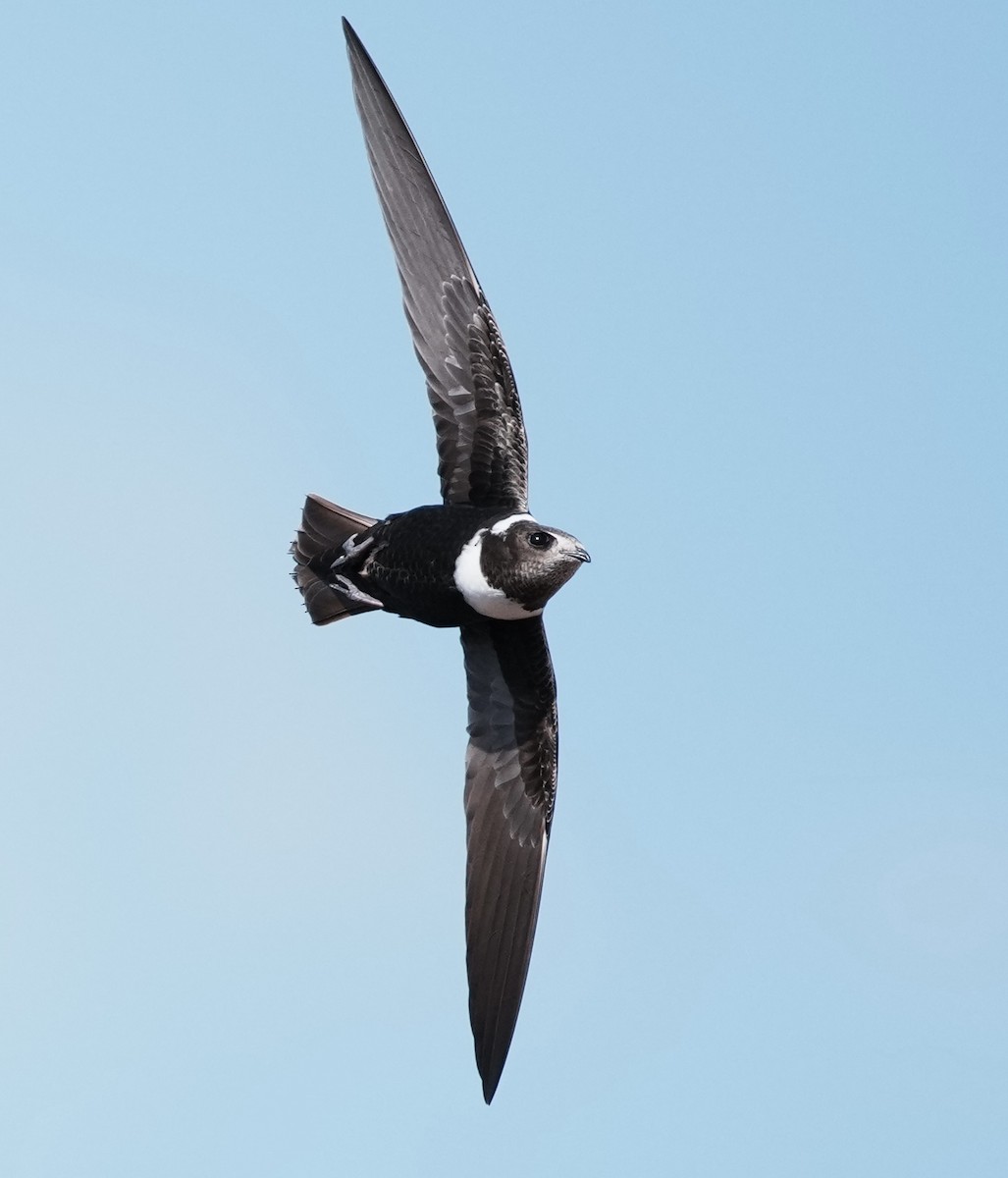 Biscutate Swift - ML641774086
