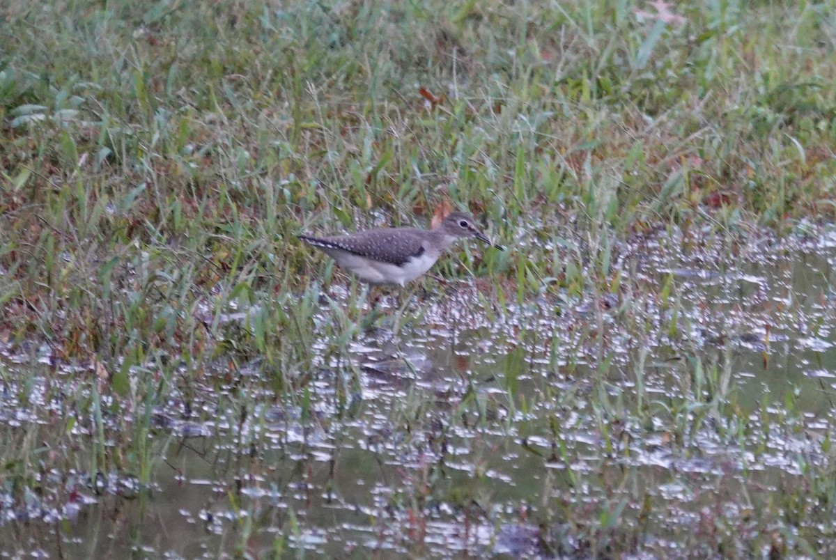Solitary Sandpiper - ML641774090