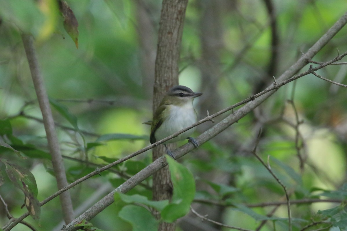 Red-eyed Vireo - ML641774103