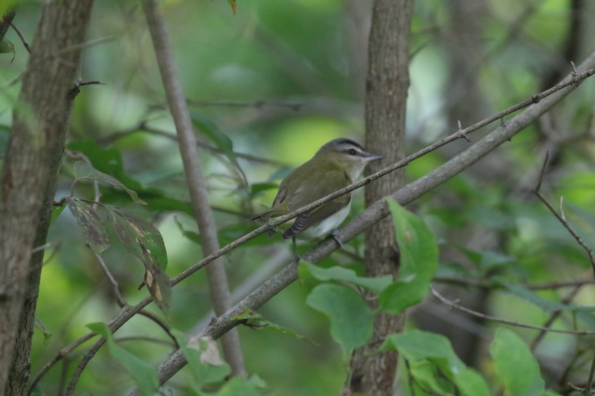 Red-eyed Vireo - ML641774104