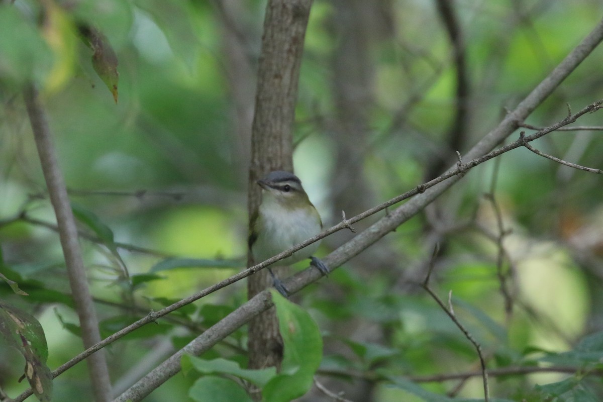 Red-eyed Vireo - ML641774105