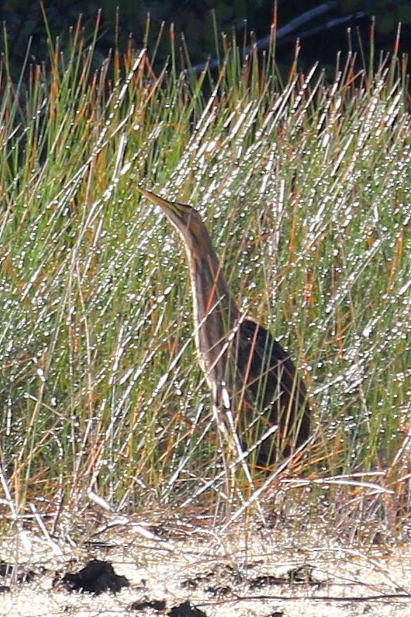 American Bittern - ML641774130