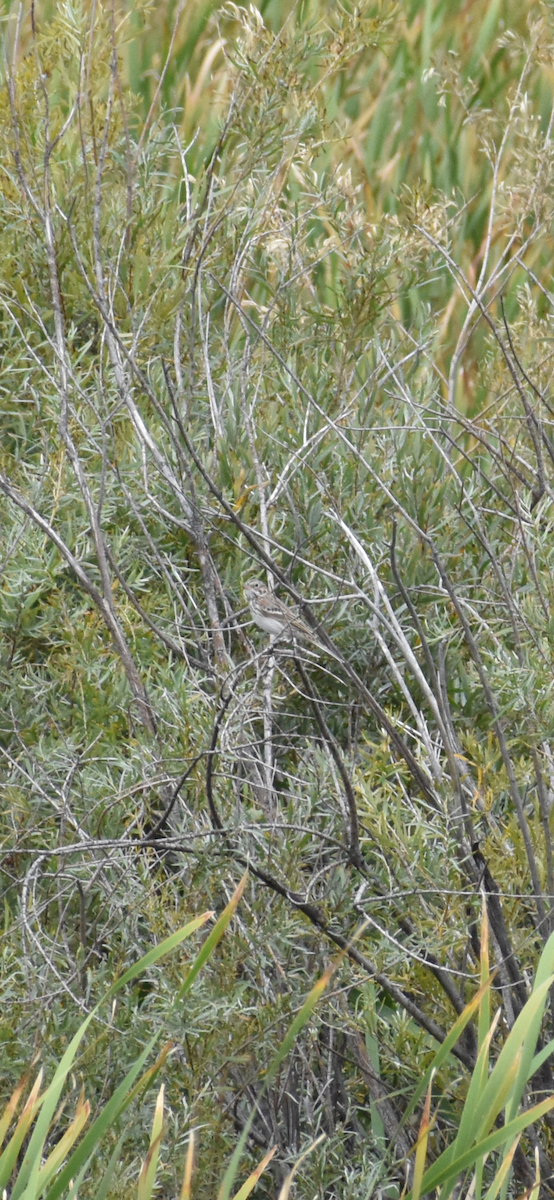 Vesper Sparrow - ML641774132