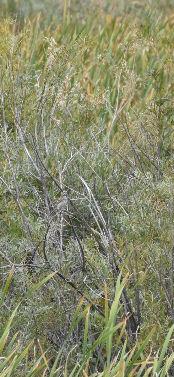Vesper Sparrow - ML641774133