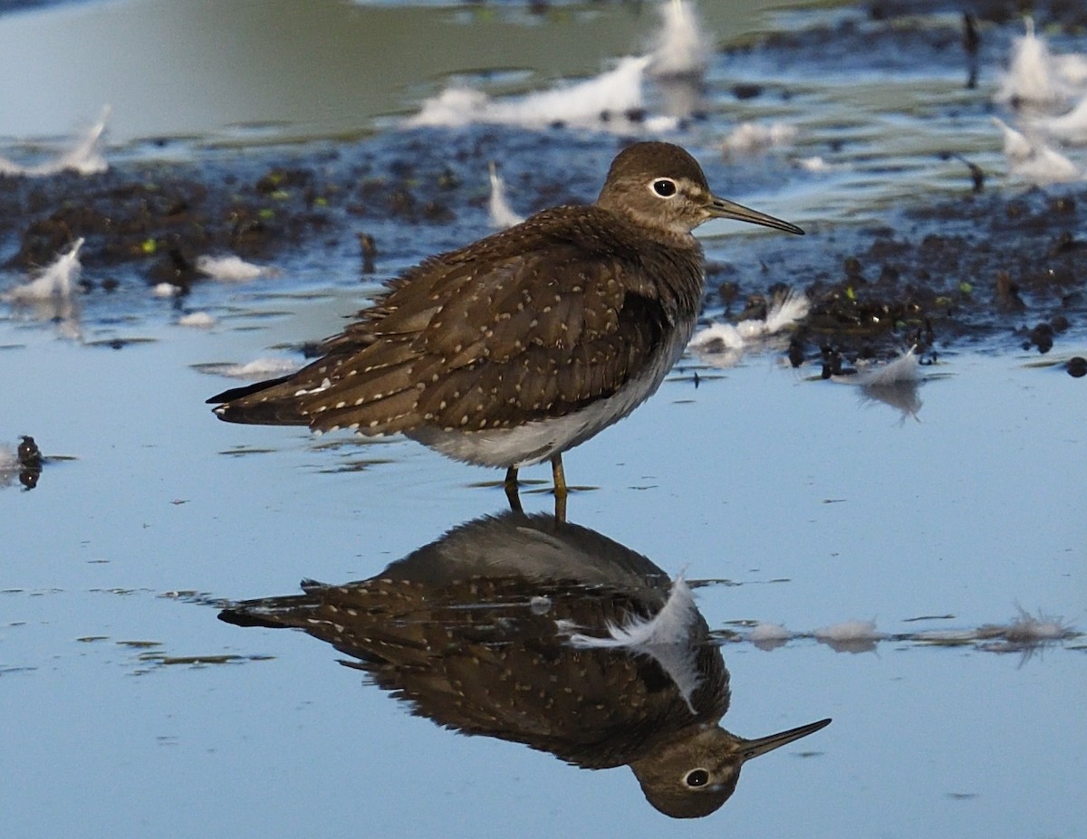 Solitary Sandpiper - ML641774158