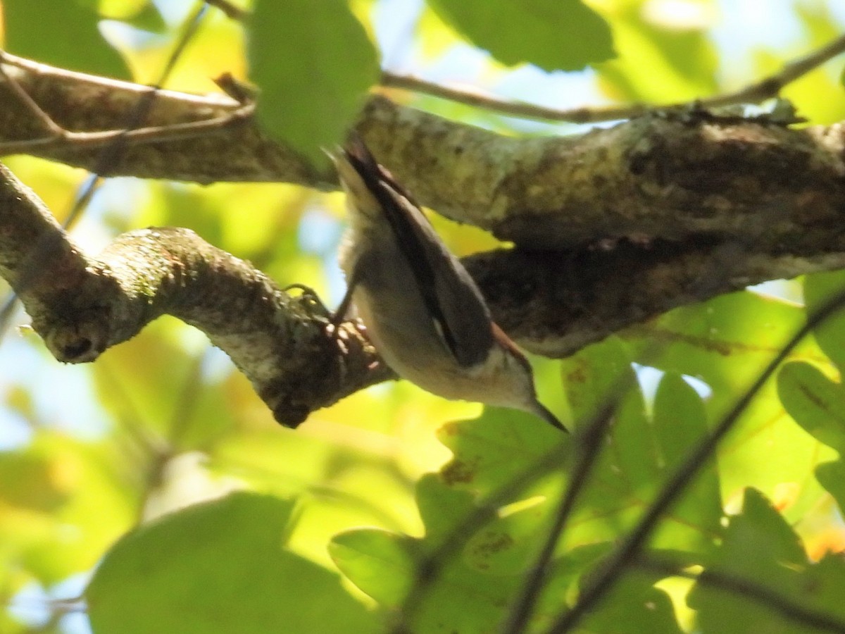 Brown-headed Nuthatch - ML641774161