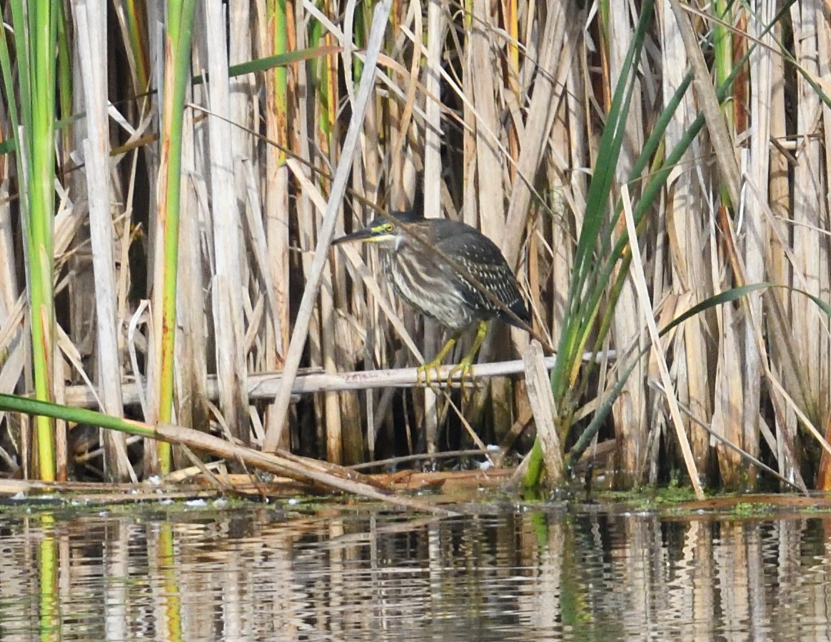 Green Heron - ML641774179