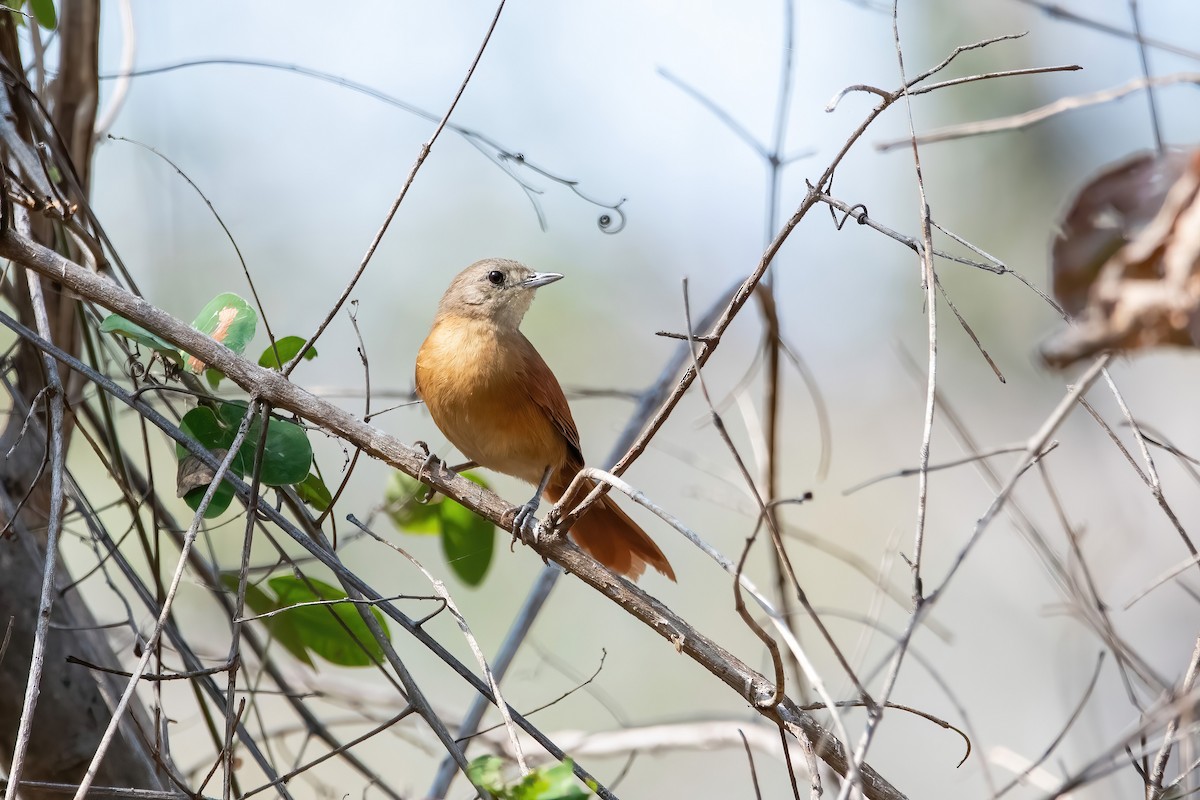 White-lored Spinetail - ML641774207