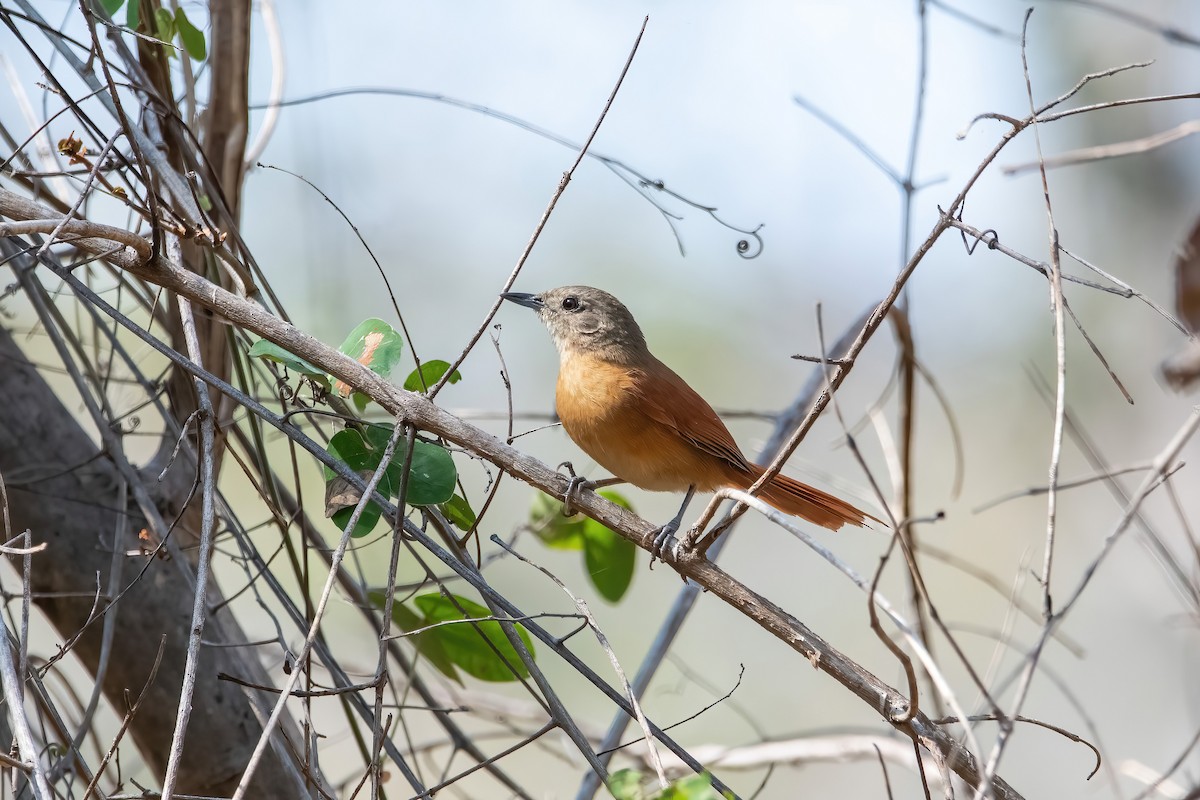 White-lored Spinetail - ML641774208