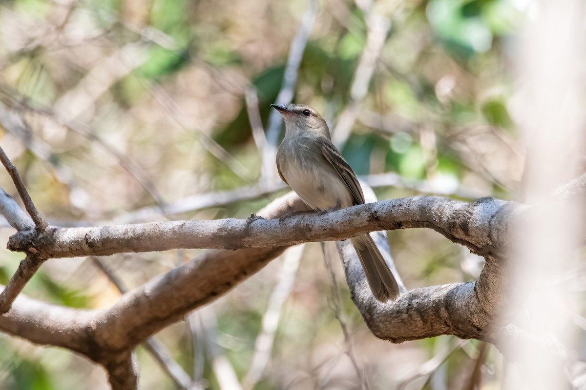 Fuscous Flycatcher - ML641774236