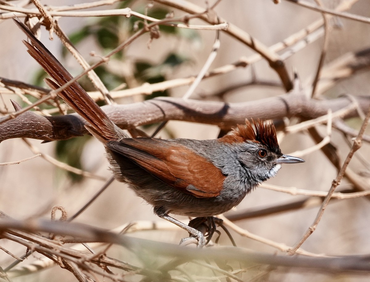 Sooty-fronted Spinetail - ML641774244