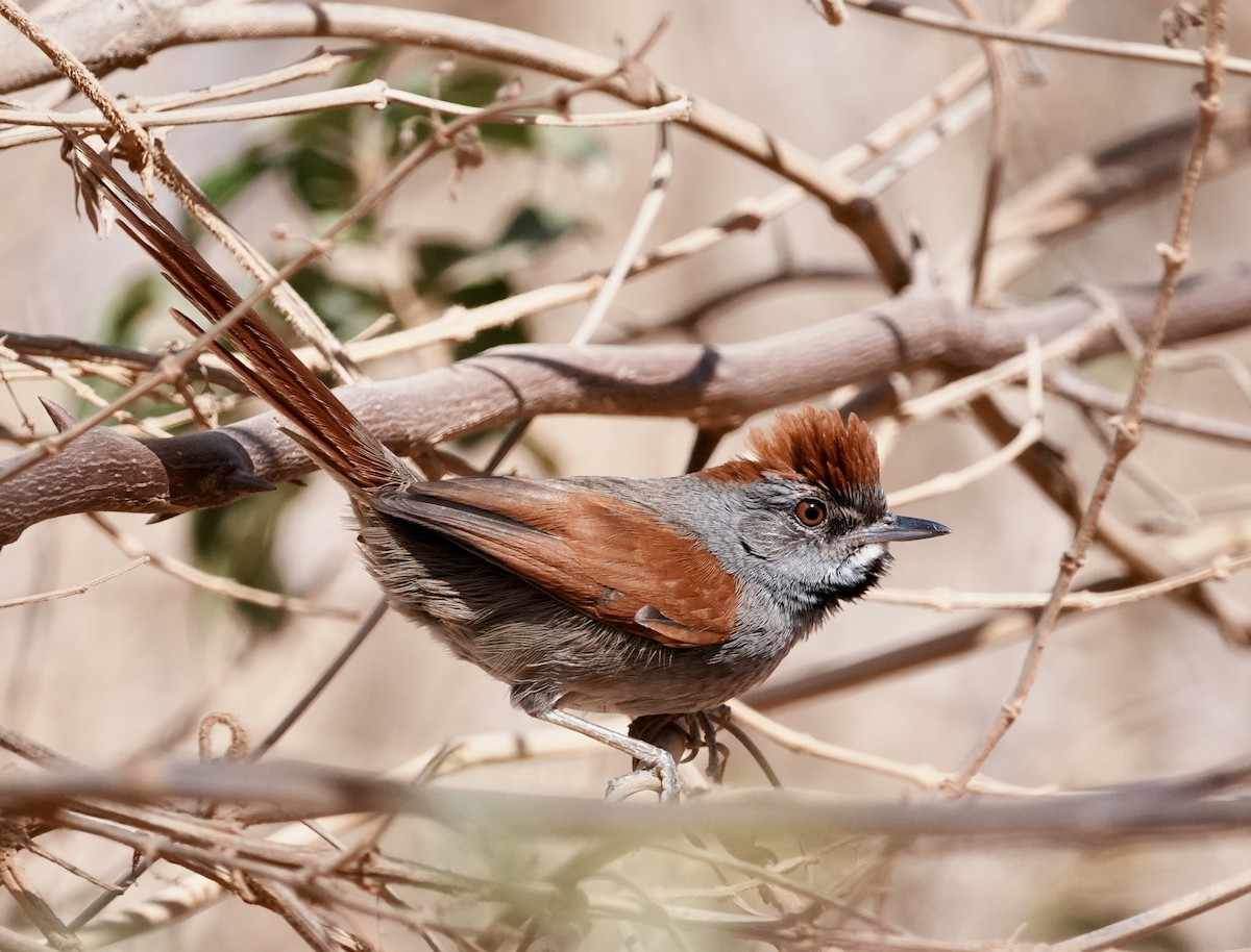 Sooty-fronted Spinetail - ML641774245