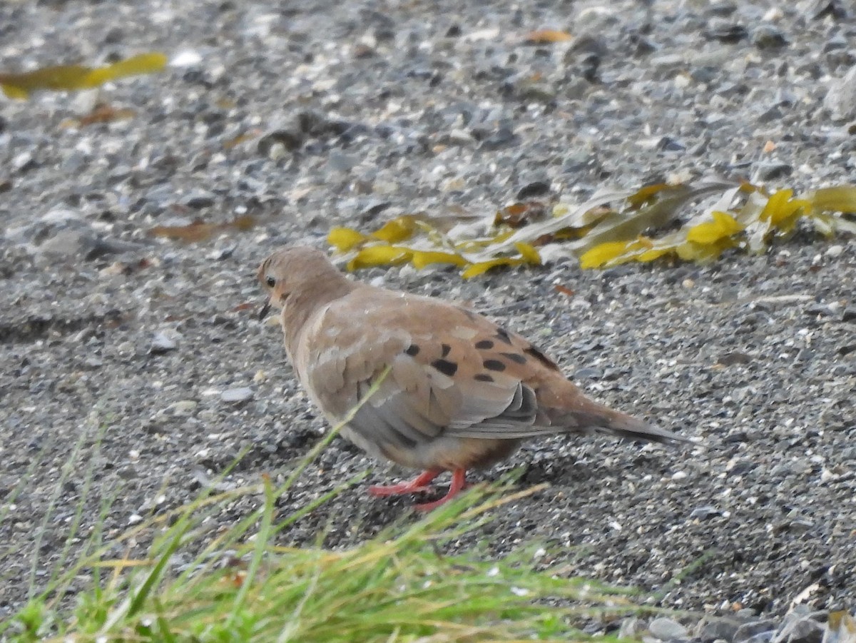 Mourning Dove - ML641774251