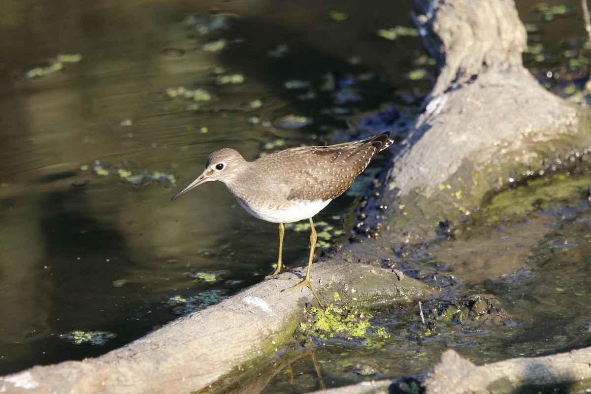 Solitary Sandpiper - ML641774270
