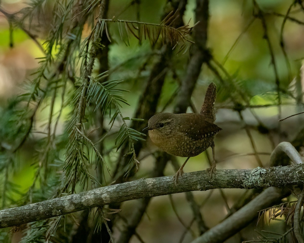 Troglodyte des forêts - ML641774277