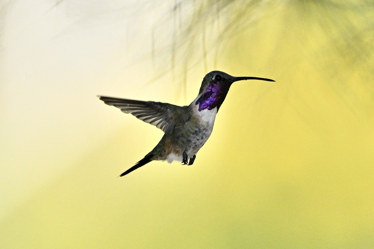 Lucifer Hummingbird - ML641774291