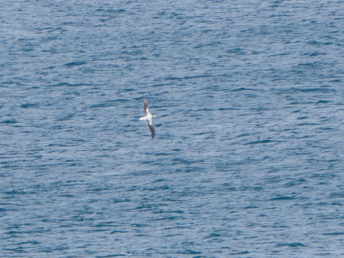 Southern Royal Albatross - ML641774293