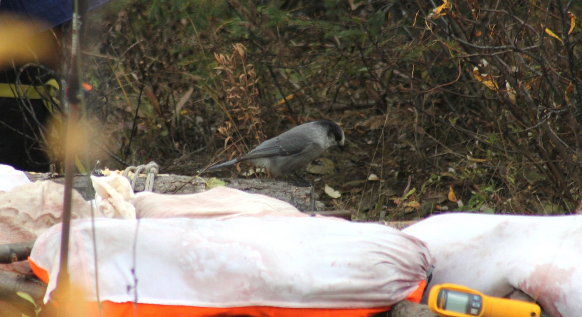 Canada Jay - ML641774297
