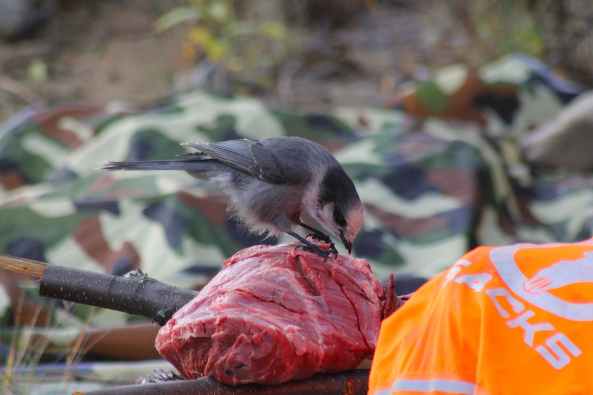 Canada Jay - ML641774298